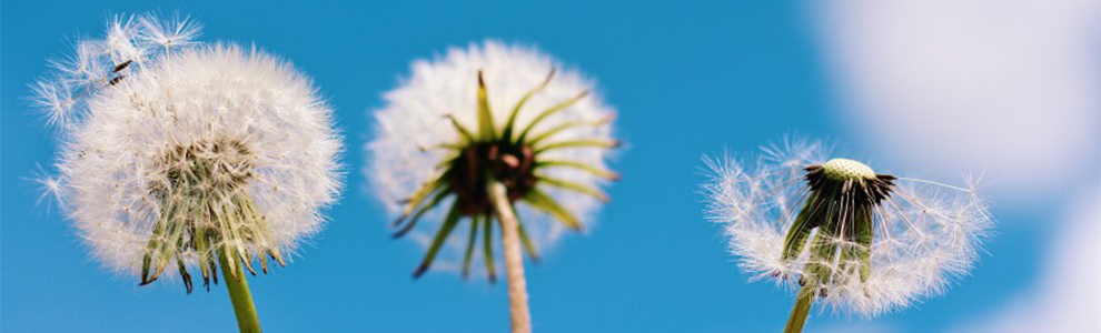 Three dandelions in front of a blue sky